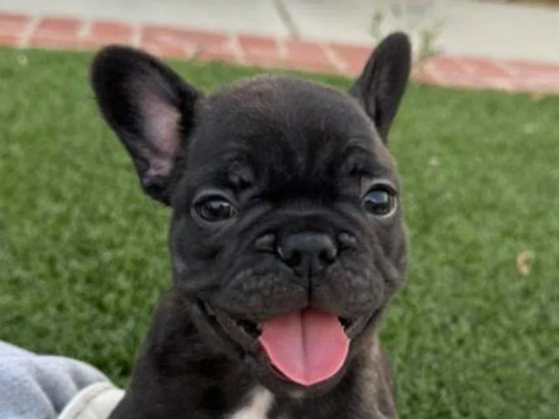 Cooke's French Bulldogs