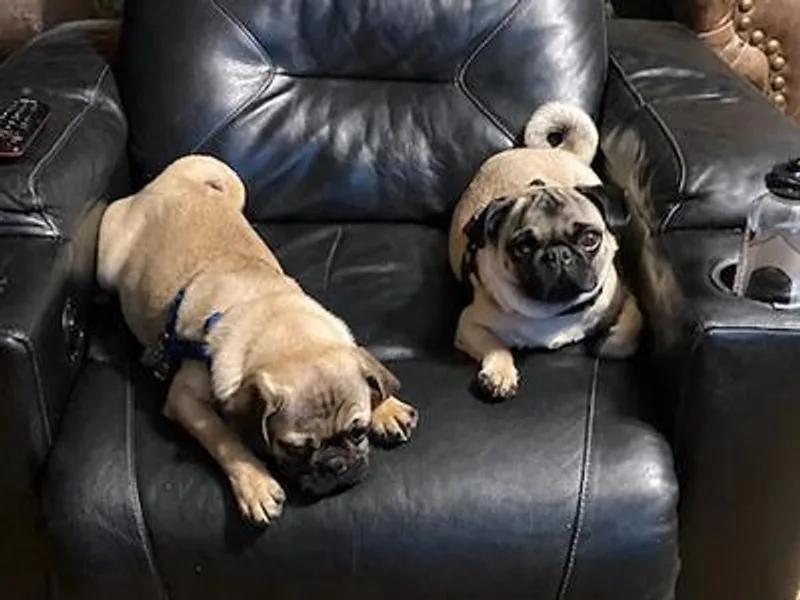 Cookie's Pugs