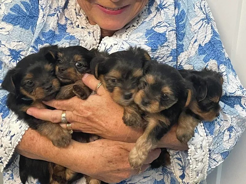 Cookie's Puppies photo 1