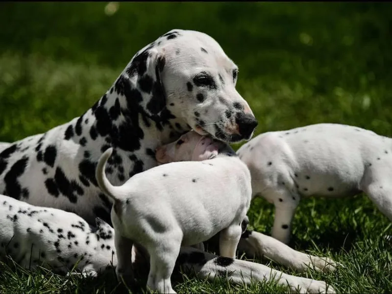 Cookies &amp; Cream Dalmatians