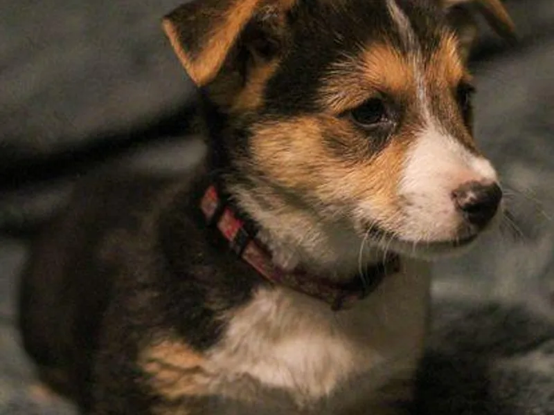 Cooksey Ranch Corgis