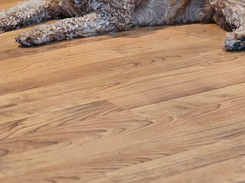 Cool Cavapoos photo 1