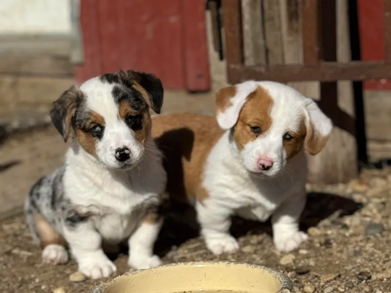 Cool Creek Corgjs photo 1