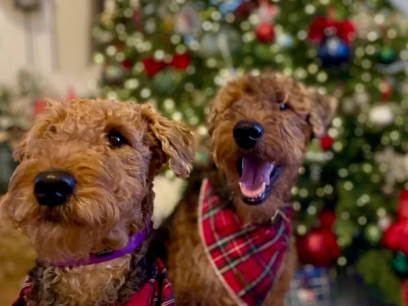 Cool Hand Luke Kennels