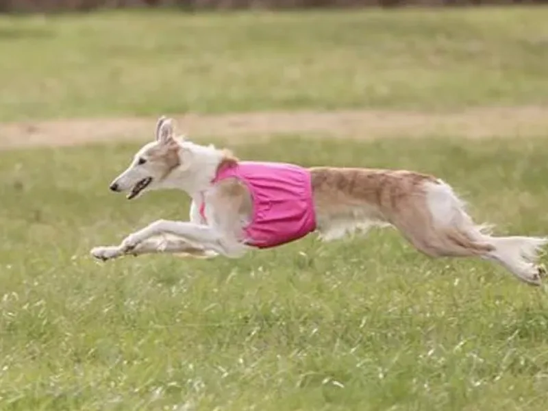 Cool Run Silken Windhounds