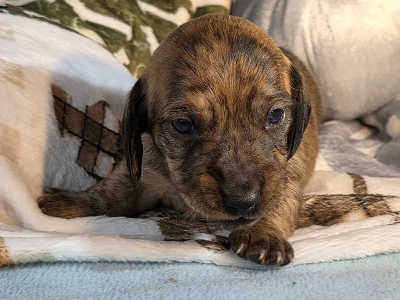 Cool Runnin Dachshunds