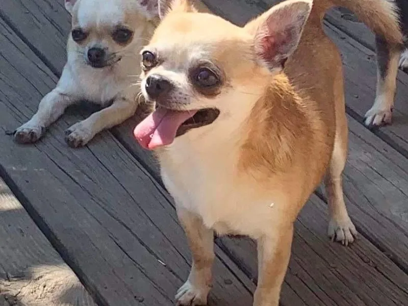 Coolballow Chihuahuas