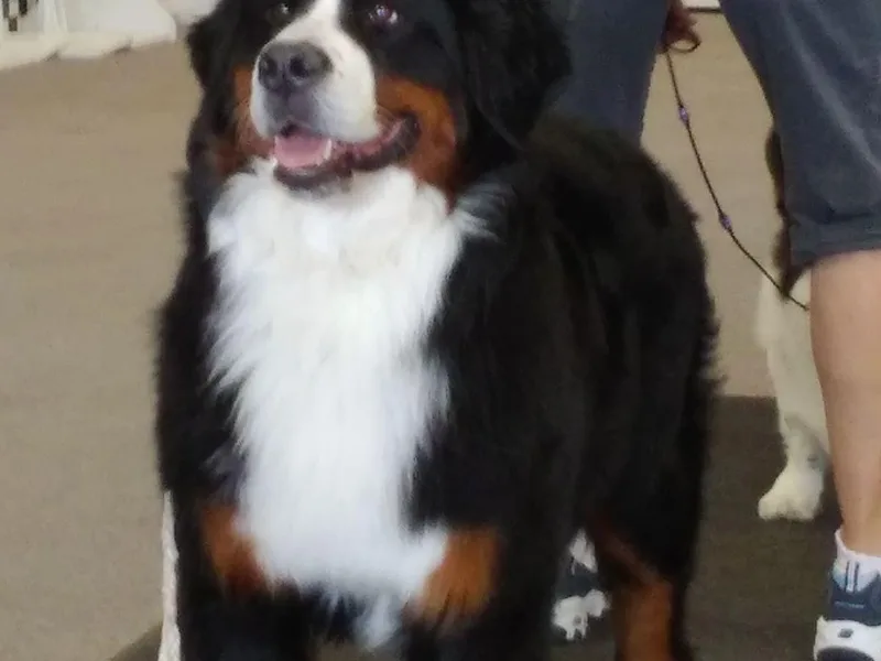 Coolbear Bernese Mountain Dogs