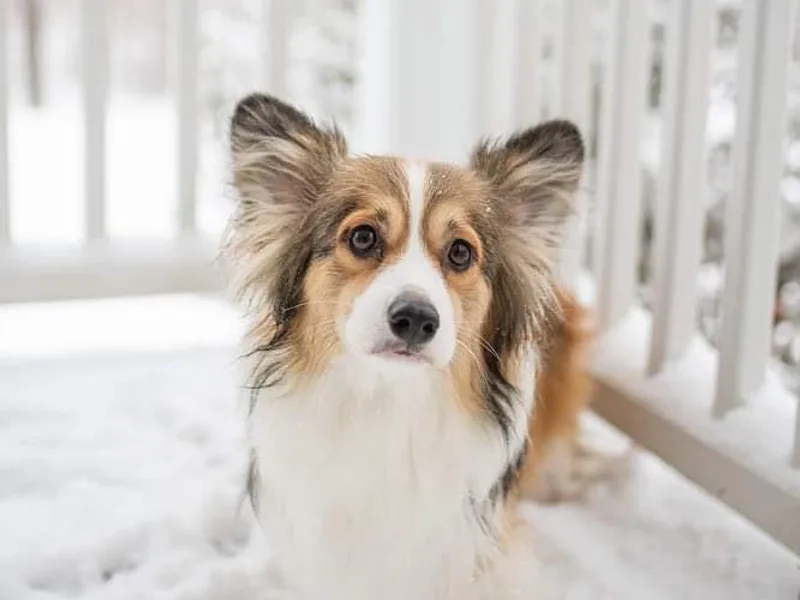 Cooler Farms Corgis