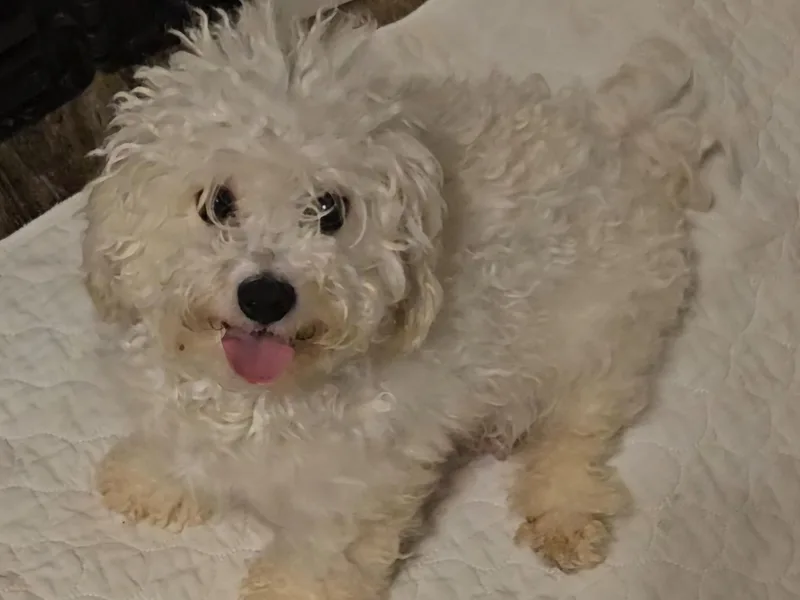 Cooley's Cuddle Pups