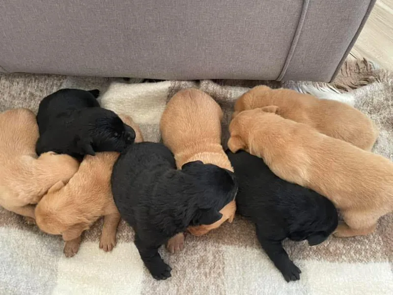 Cooley’s Labradors Retrievers