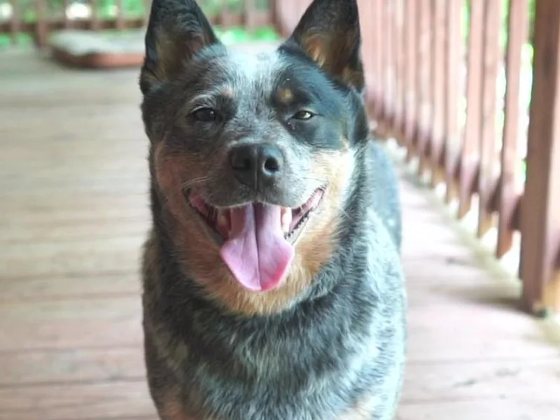 Coolhand's Australian Cattle Dogs