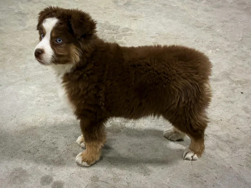 Cooper Creek Aussies