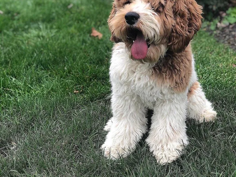Cooper Family Cockapoos