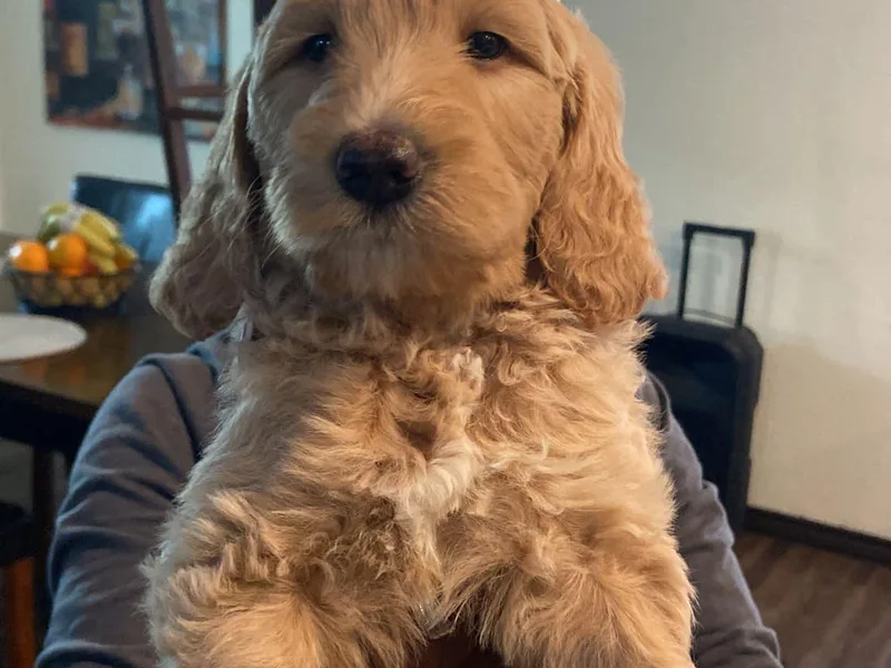 Cooper Goldendoodle photo 1
