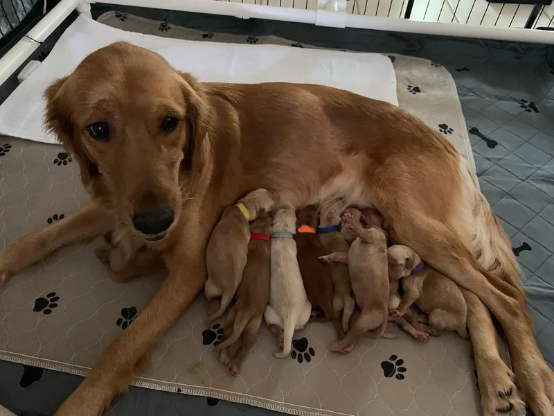 Cooper Oaks Goldens