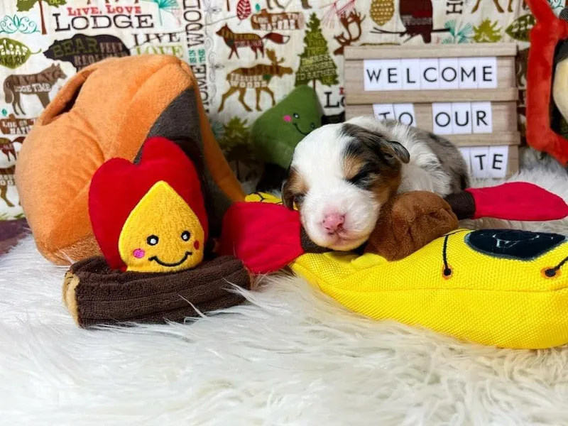 Cooper Ridge Aussies