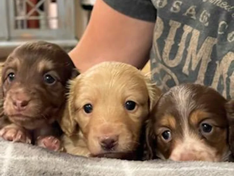 Cooper’s Dachshunds