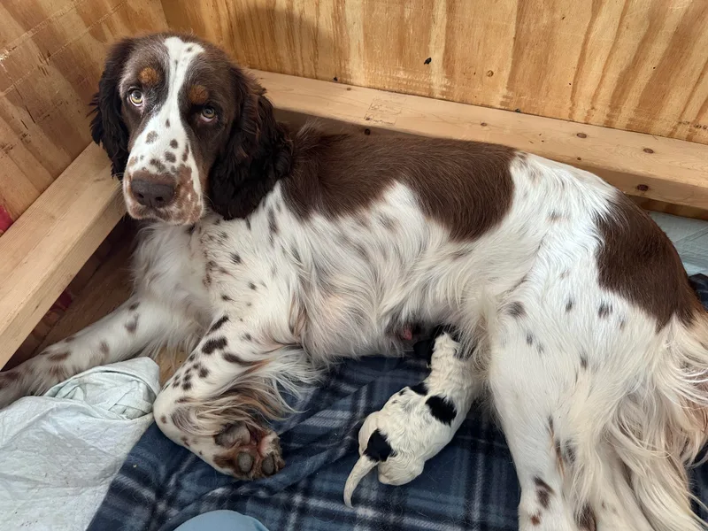 Cooper’s Mini Doodles