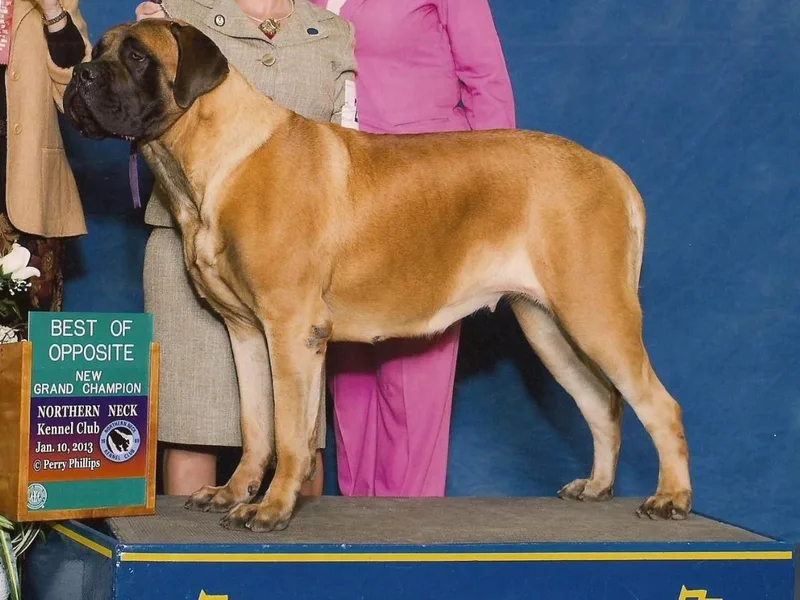 Coopers Mastiffs &amp; Duck Tollers