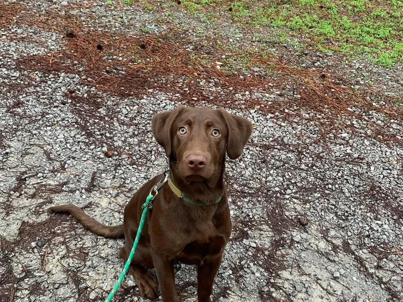 Coosa River Retrievers