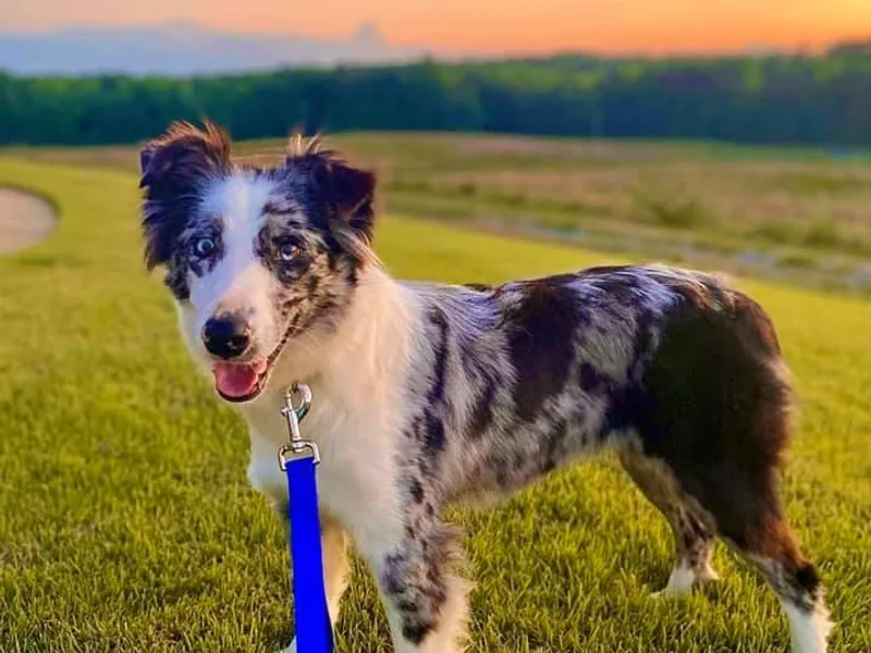 Coosa Valley Australian Shepherds