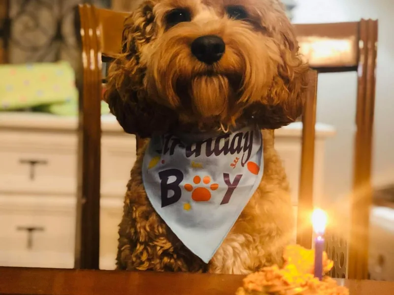 Coots Kentucky Cockapoos