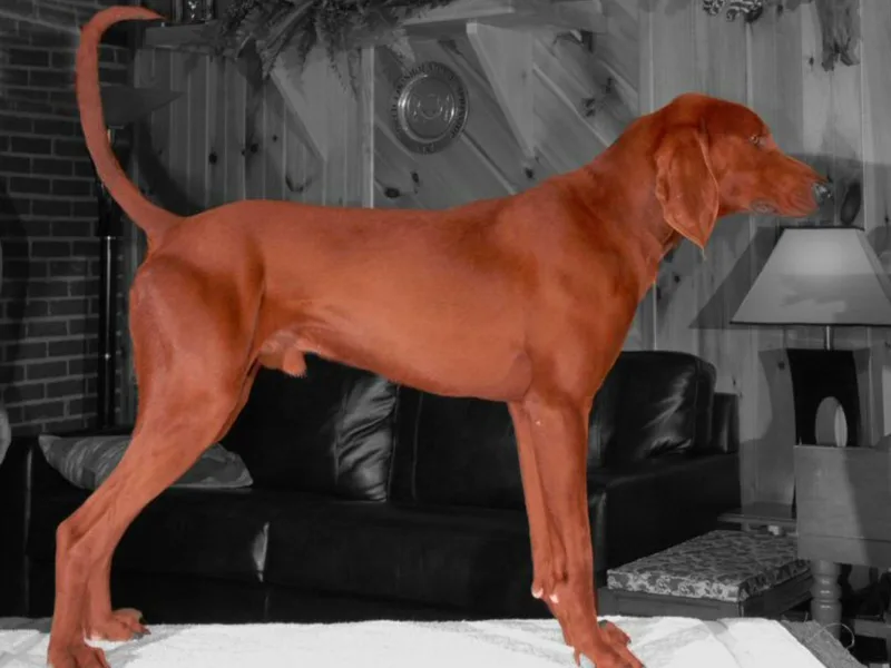 Copelands TN Redbones