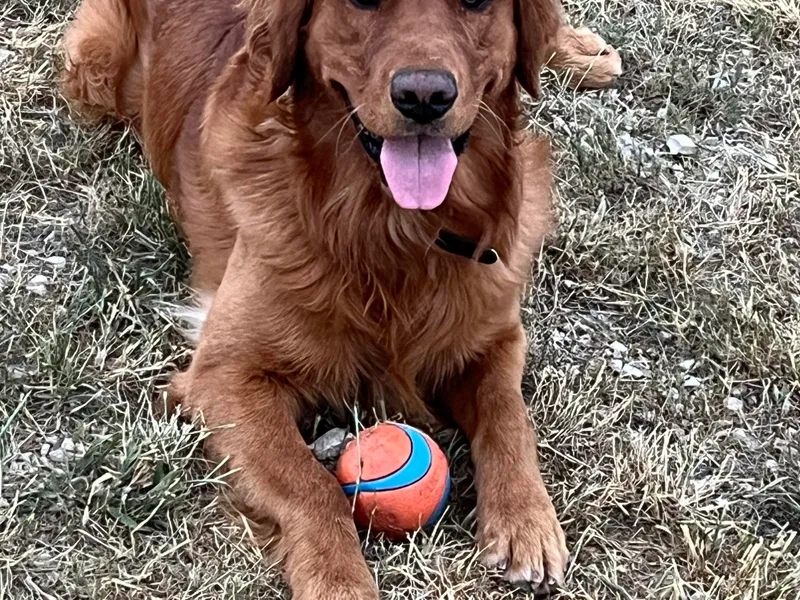 CoPilot Golden Retrievers