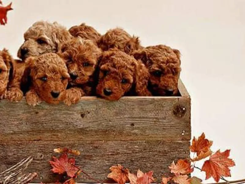 Coplar Creek Standard Poodles