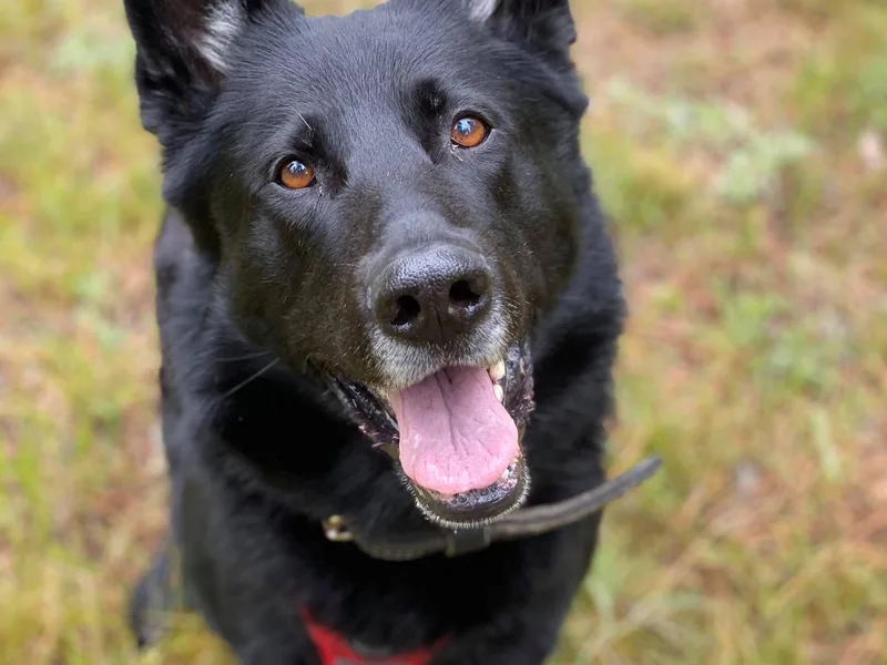 Coplin German Shepherds