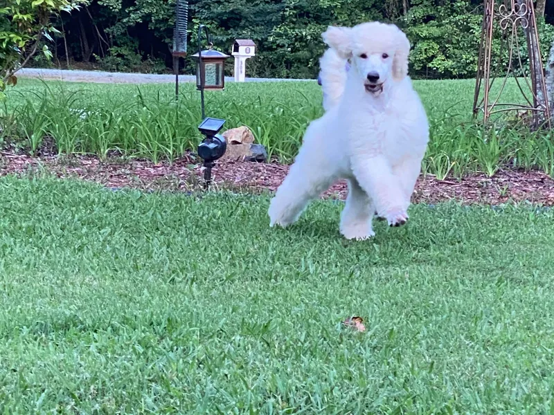 Copper Canyon Standard Poodles