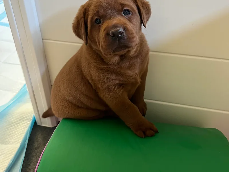 Copper Clover Labradors