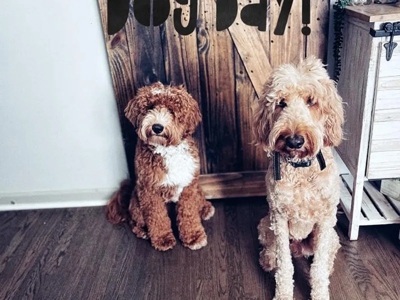 Copper Doodles photo 1