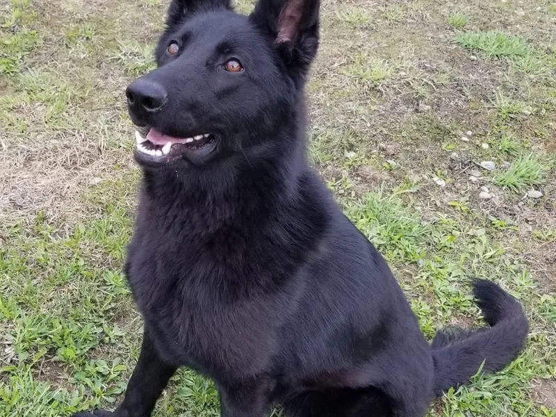 Copper Hill German Shepherds