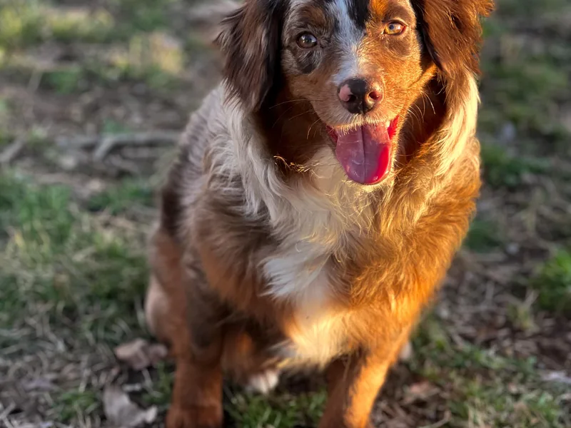 Copper Lane Aussies, Doodles &amp; Cavapoos
