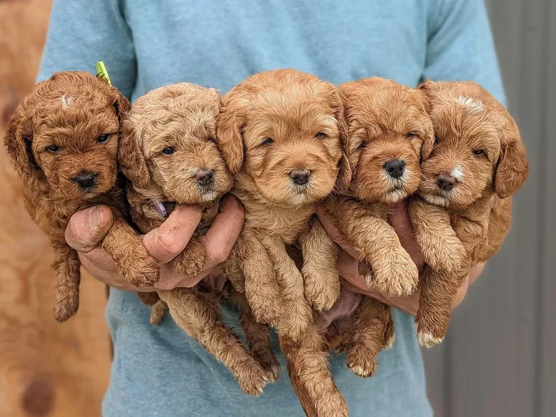 Copper Mini Labradoodles