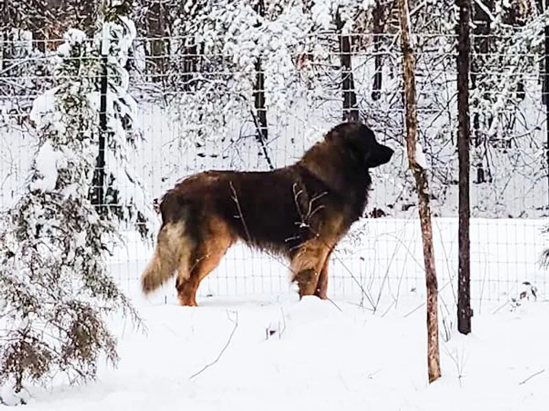 Copper Moon Leonbergers photo 1