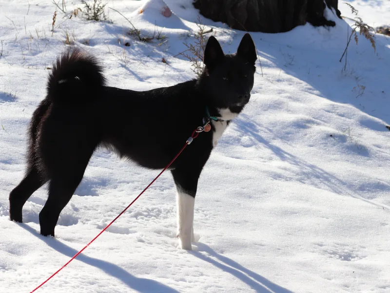 Copper Mountain Karelians