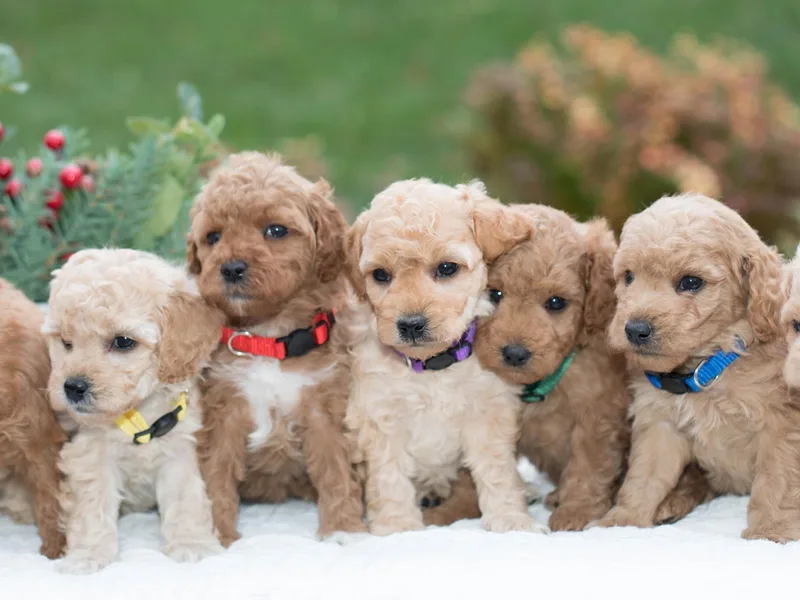 Copper Oaks Goldendoodles