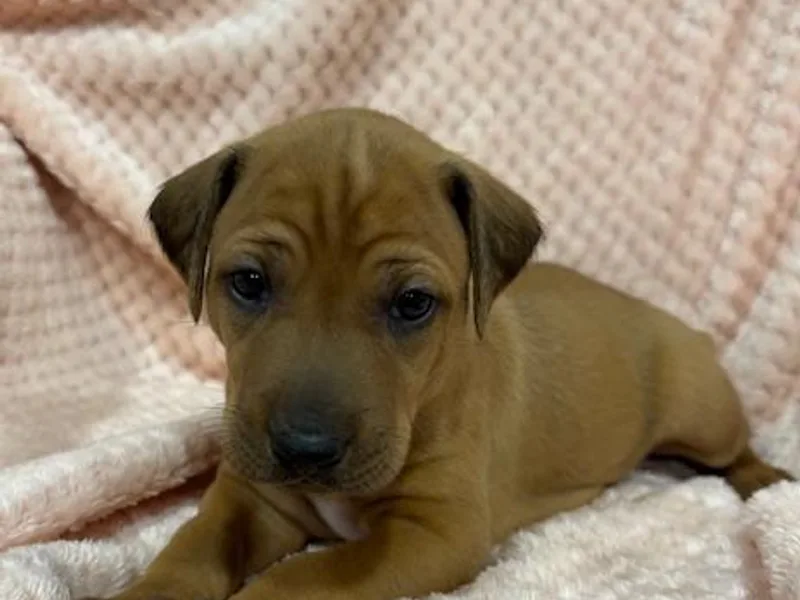 Copper Ridge Rhodesians