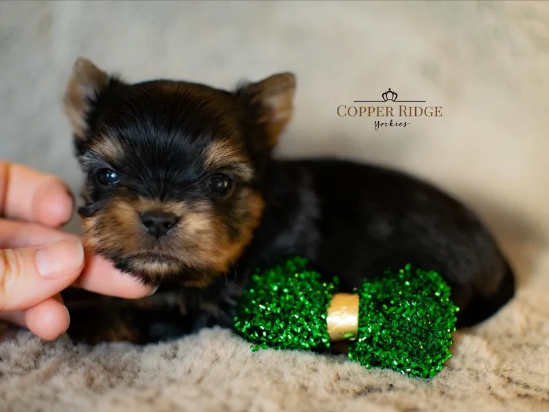 Copper Ridge Yorkies