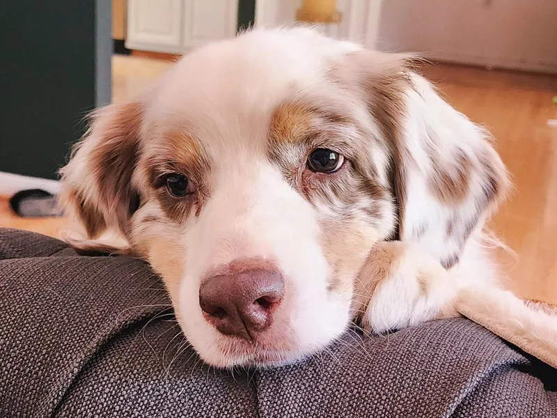 Copper Sky Aussies &amp; Mini American Shepherds