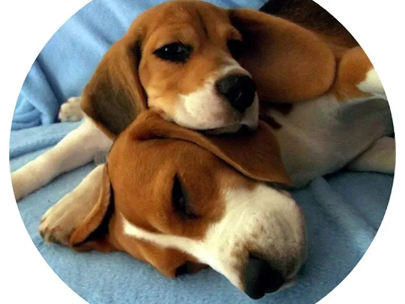 Copper Sky Beagles