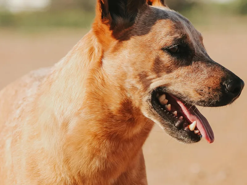 Copper State Cattle Dogs