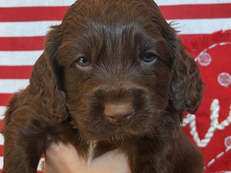 Copper State Cockapoos