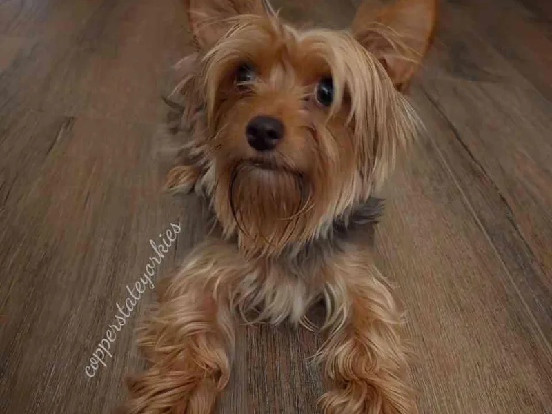 Copper State Yorkies