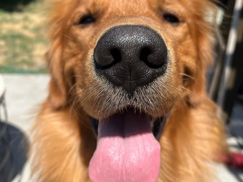 Copper Tail Golden Retrievers