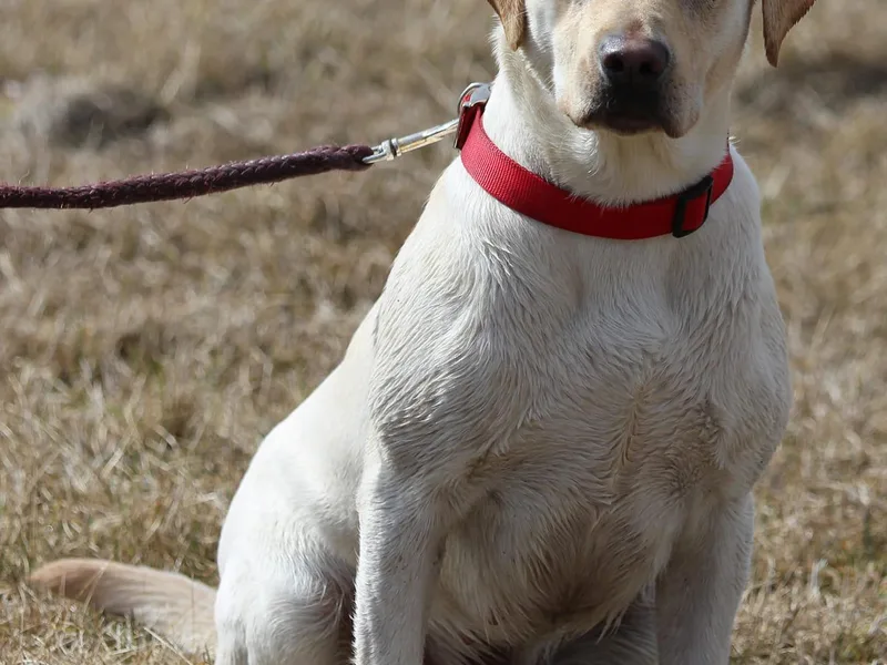 Copper View Farm- Labs
