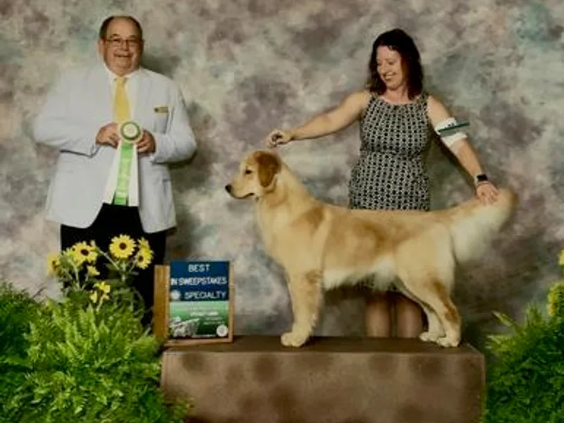 Copperfield’s Goldens